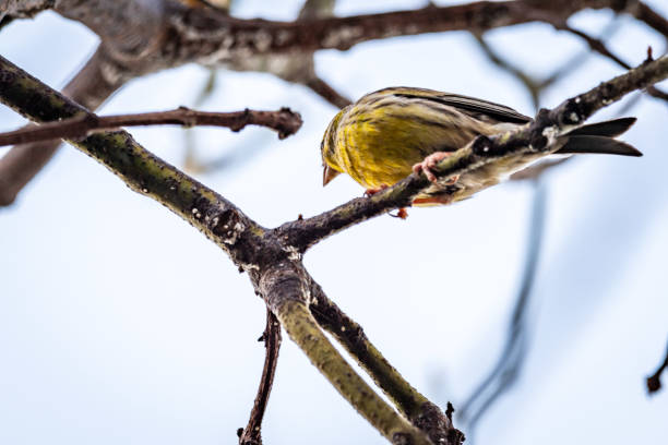 istock Yellow bird perched on the branch of an avocado tree. 1460357413