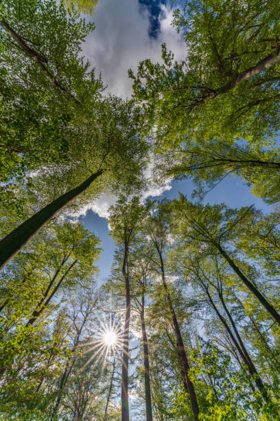 istock a view up into the tree top direction sky with blue cloudy sky 1460358750