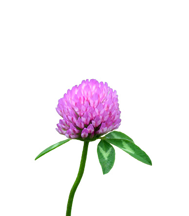Pink red clover flower, trifolium pratense, isolated cutout on white background