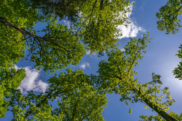 istock a view up into the tree top direction sky with blue cloudy sky 1460359177