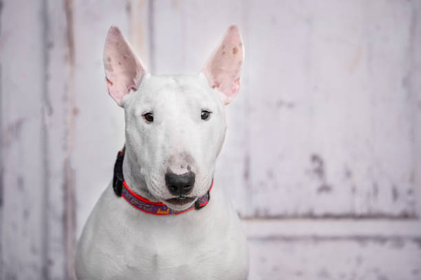 istock Portrait white bull terrier collar attentively looks expressive muzzle antique building. Aesthetics of ancient doors tour. Contrast English aristocratic dog against background of shabby old loft wall 1460362994