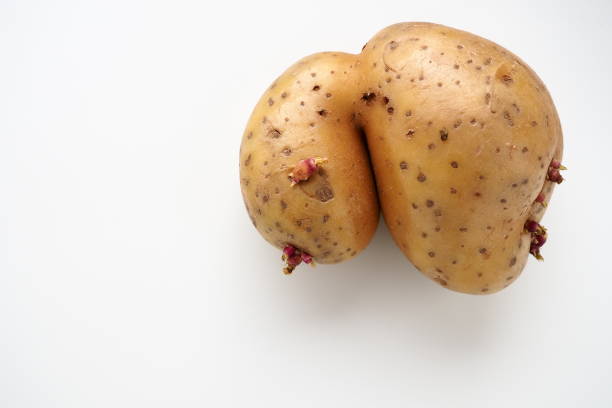 Ugly potatoes on white background. Unnormal vegetable, zero waste. Irregular shaped pratie spud. Influence of dioxins, radiation, pesticides and mutagenic factors on plant development
