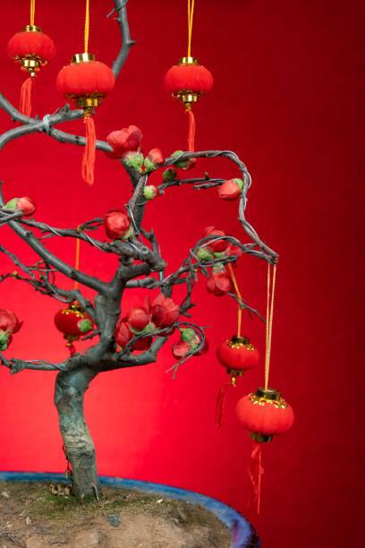 istock Chaenomeles japonica Lindl. on a red background at vertical composition 1460363569