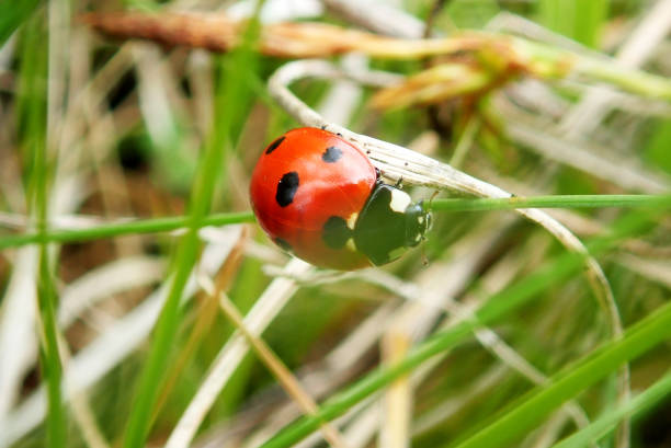 istock Seven-spotted ladybug - Coccinella septempunctata 1460364648