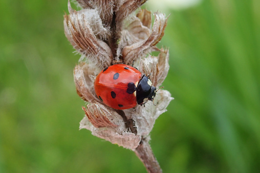 Coccinella septempunctata, the seven-spot ladybird (or, in North America, seven-spotted ladybug or 