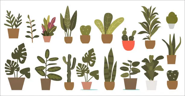 Vector illustration of Houseplants set. Exotic decor house plant, succulents in pot. Indoor flowers with stems and leaves