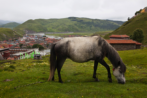 A horse grazing with the village of Tagong in Eastern Tibet, in the background