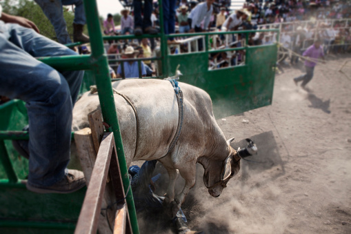 A wild white bull at a Charreada, a form of traditional Mexican rodeo - also known as a Jaripeo