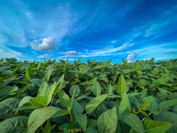 istock Soy beans field in a bright sunny day, agricultural scene 1460372808