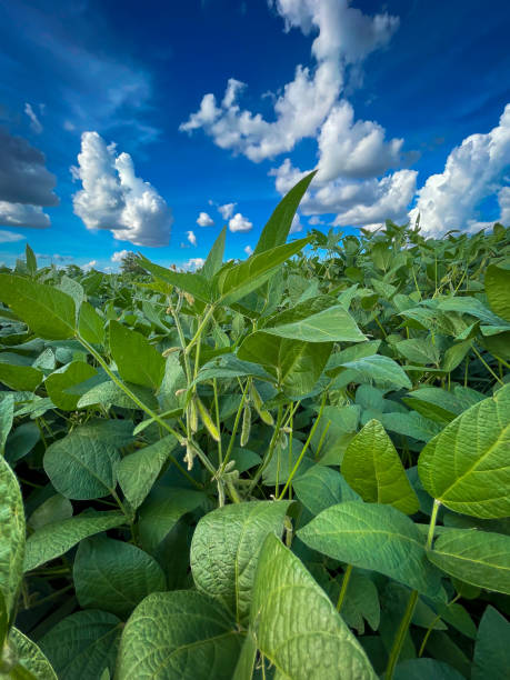 istock Soy beans field in a bright sunny day, agricultural scene 1460372903