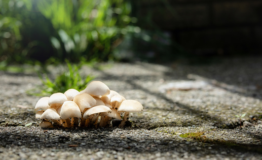 Mushrooms in Nature