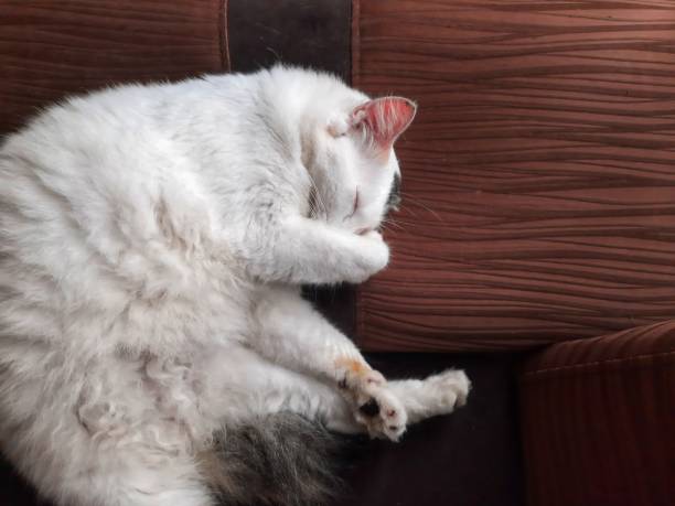 istock The cuteness of the cat while sleeping 1460378141