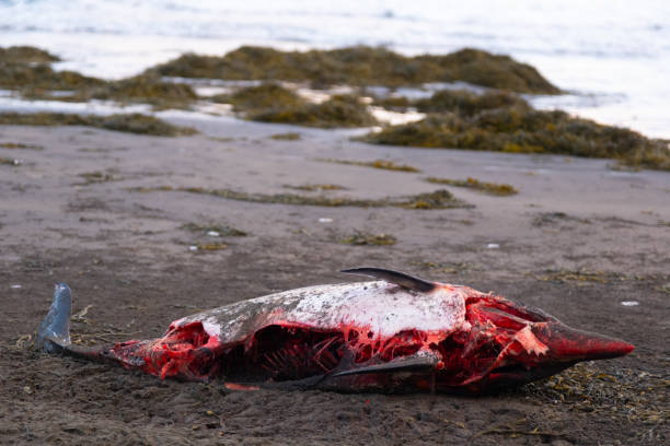istock Dead Dolphin on The Beach. Dead Sea Animal, Decaying Corpse. 1460385553