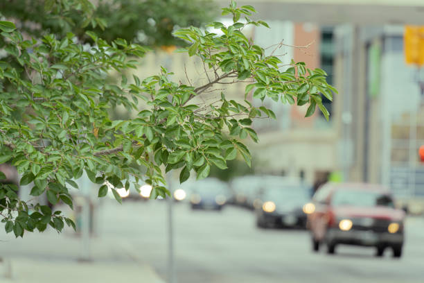 Tree on street sidewalk with cars driving by