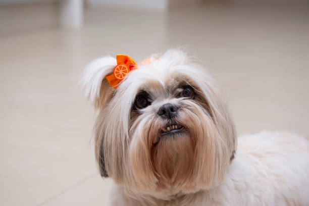 nahaufnahme von lhasa apso hund mit orangefarbener schleife. kleines haustier. der beste freund des menschen. haustier-konzept. - animal sitting brown dog stock-fotos und bilder