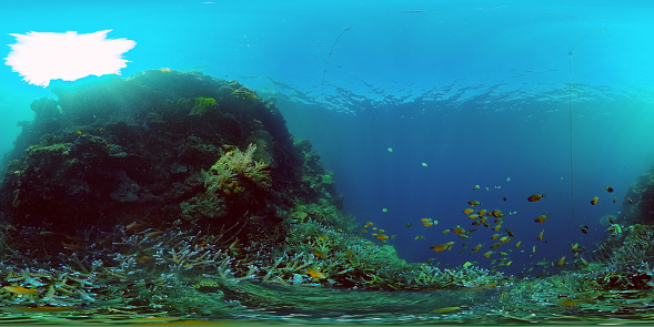 Tropical sea and coral reef. Underwater Fish and Coral Garden. Underwater sea fish. Tropical reef marine. Colourful underwater seascape. Philippines. Virtual Reality 360.
