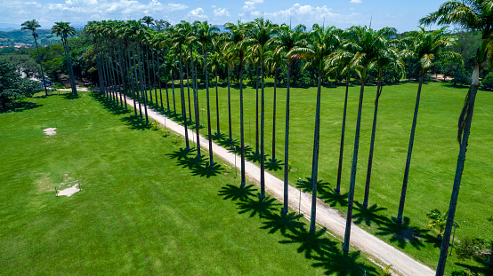 Aerial view of the Burle Marx park - Parque da Cidade, in São José dos Campos, Brazil. Tall and beautiful palm trees.