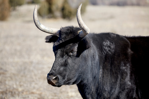 Profile of a black Criollo cow on the open range