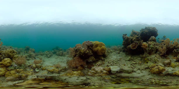 istock Coral reef with fish underwater. Philippines. Virtual Reality 360 1460394231