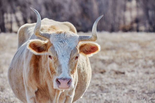istock A pregnant Criollo cow on the open range 1460394257