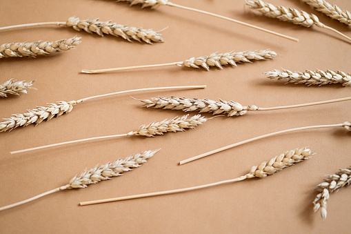 Ears of wheat monochrome layout. Dried spikelets of wheat.