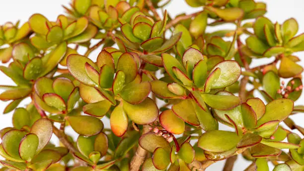 Crassula ovata Hummel's sunset jade plant closeup