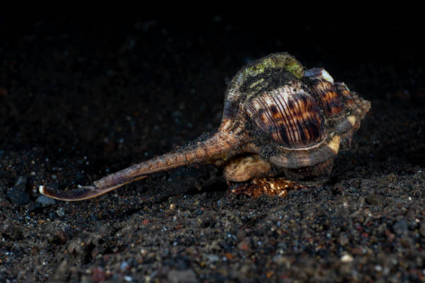 macro sous-marine - sea snail photos et images de collection