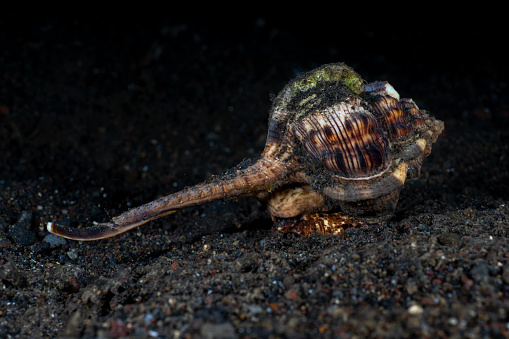 A sea snail crawls on the seabed. Underwater macro life of Tulamben, Bali, Indonesia.