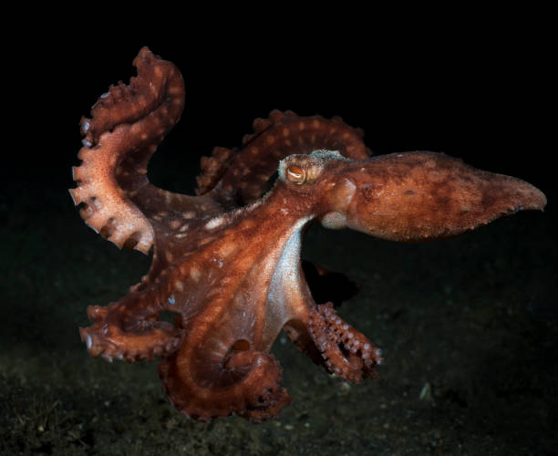 istock Night sea animal 1460409442
