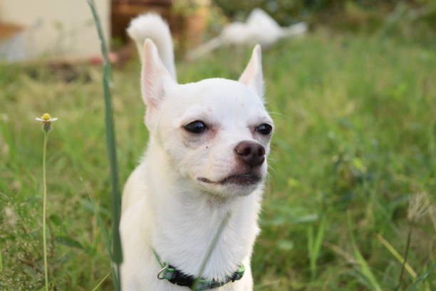 istock A white dog posing outdoors 1460409656