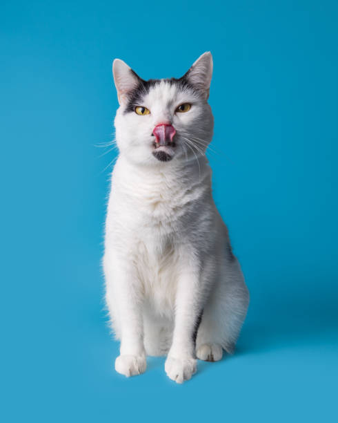 istock Funny white cat licking his nose and looking at camera. Isolated on blue background. 1460411200