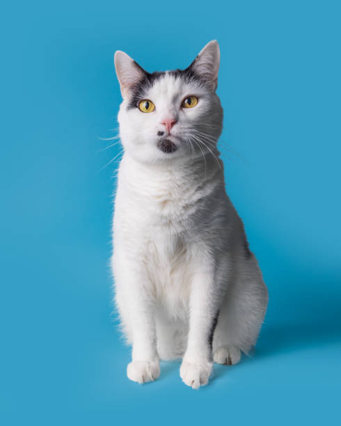 istock Full length studio portrait of a white cat isolated on blue background 1460411201
