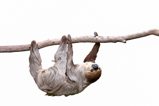 Cute two-toed sloth