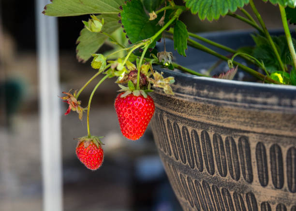 Strawberry Plant In Hanging Pot