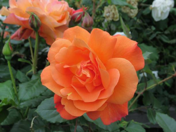 istock Beautiful Bright Closeup Orange Pink Roses 1460415436