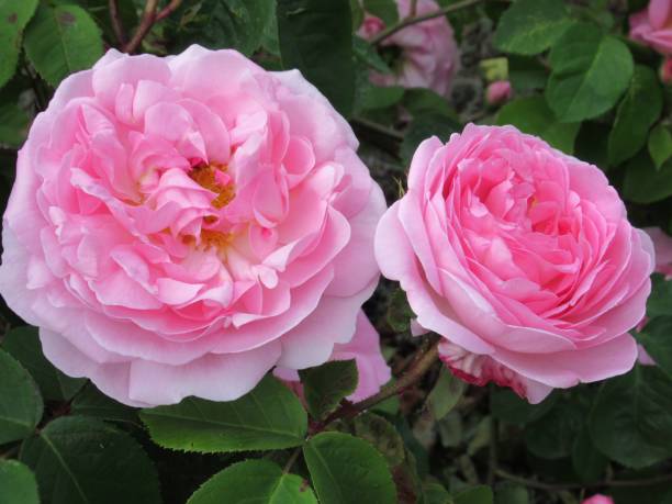 istock Beautiful Bright Closeup Pink Roses 1460415470