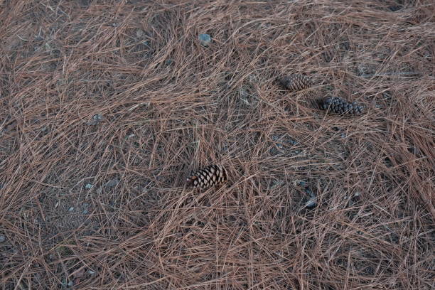 istock pine cone and needles background. pine cones and pine needles cover the ground in a pine park 1460418081
