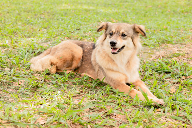 istock brown dog sitting in the garden 1460418345