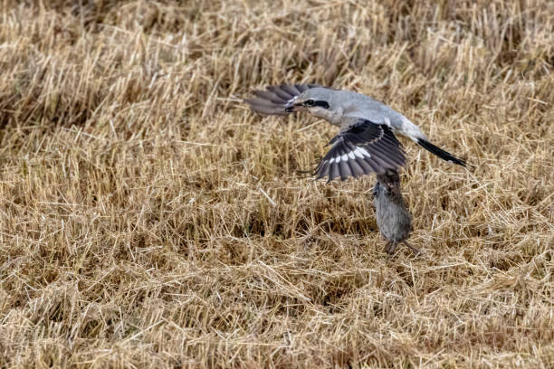 Northern Shrike catching mouse, Delta, BC, Canada
