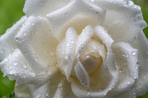 white rose flower wet in the rain