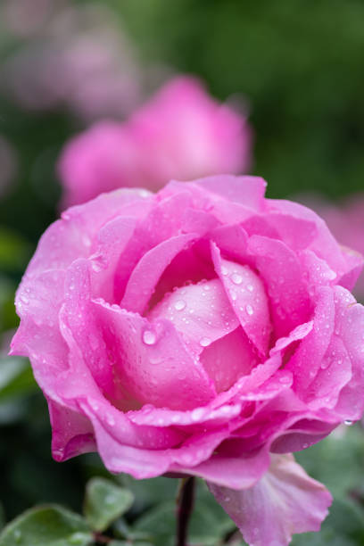 istock Pink rose flower wet with rain 1460424508