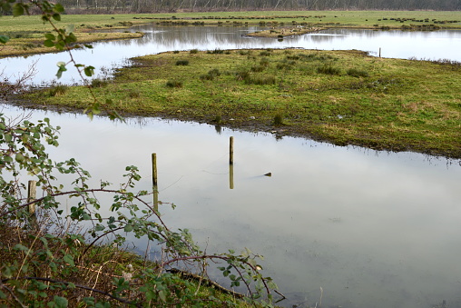 Provincial domain of sea forest located at the coastal avenue. Poles above water. Ducks in background