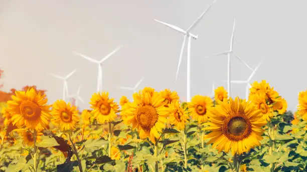 Photo of Sunflower field and wind turbine electric generator on a sunny day.