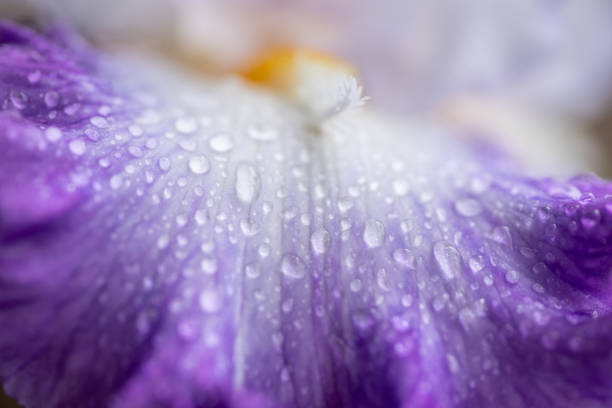irises wet in the rain