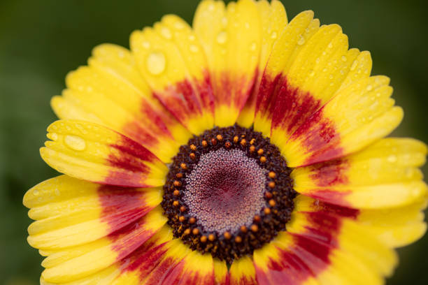 istock yellow flower wet with rain 1460429904