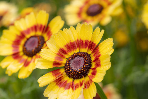 istock yellow flower wet with rain 1460429916