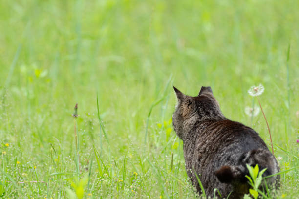 the cat in the green