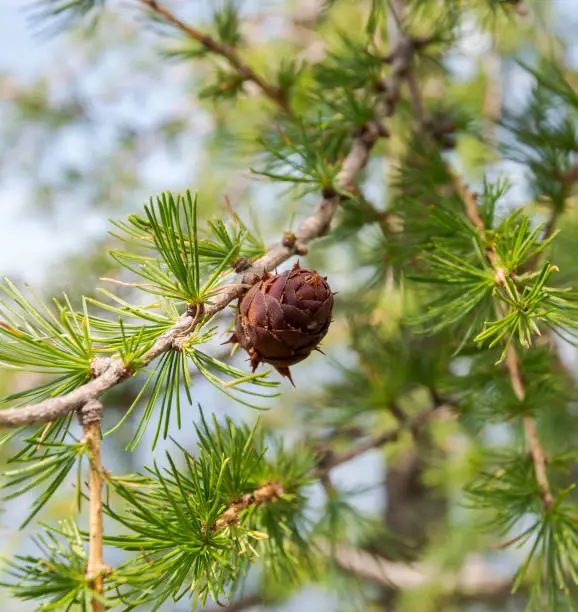 Detail of cones, leaves and branches of European larch, Larix decidua. Photo taken in Bavarian Alps, Berchtesgadener Land district of Bavaria in Germany.
