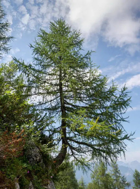 European larch, Larix decidua. Photo taken in Bavarian Alps, Berchtesgadener Land district of Bavaria in Germany