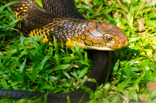 kobra królewska (ophiophagus hannah) - king cobra cobra snake india zdjęcia i obrazy z banku zdjęć